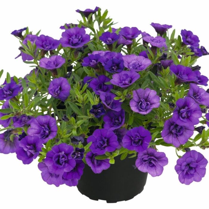 CALIBRACHOASUPERBELLSPOCKETDOUBLELILACPL_1.jpg CALIBRACHOA SUPERBELLS Pocket Double Lilac - Image 2