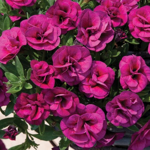 CALIBRACHOASUPERBELLSPOCKETDOUBLEMAGENTAPL_1.jpg CALIBRACHOA SUPERBELLS Pocket Double Magenta - Image 3