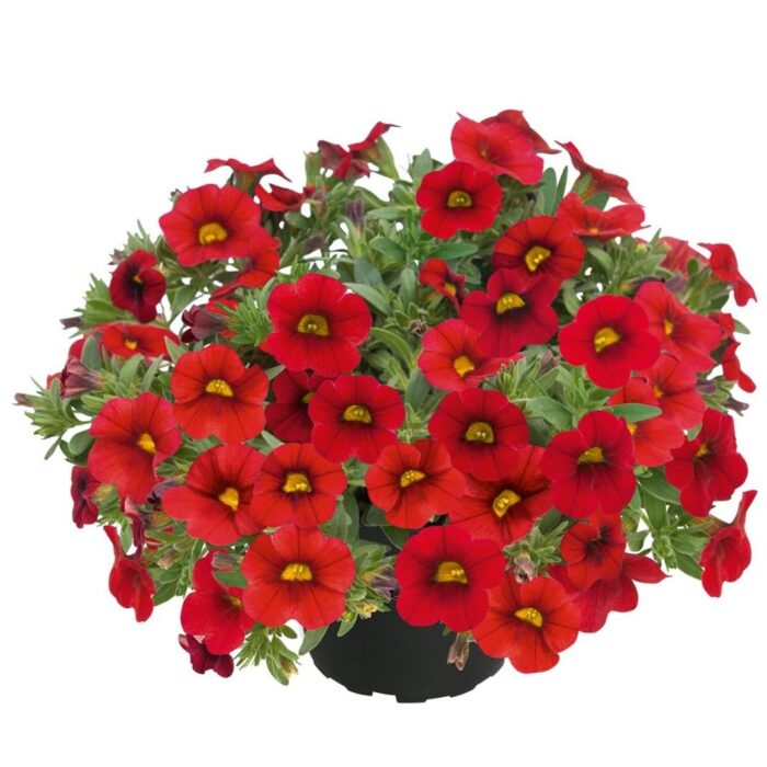 CALIBRACHOASUPERBELLSPOCKETREDPL_1.jpg CALIBRACHOA SUPERBELLS Pocket Red - Image 2