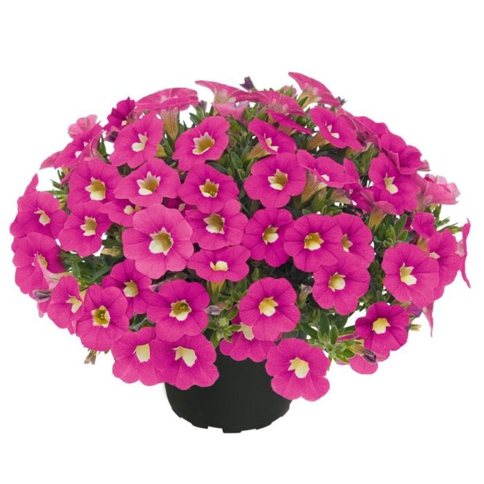 CALIBRACHOA SUPERBELLS Pocket Rose - Image 2