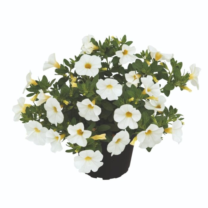 CALIBRACHOA SUPERBELLS Pocket White - Image 2