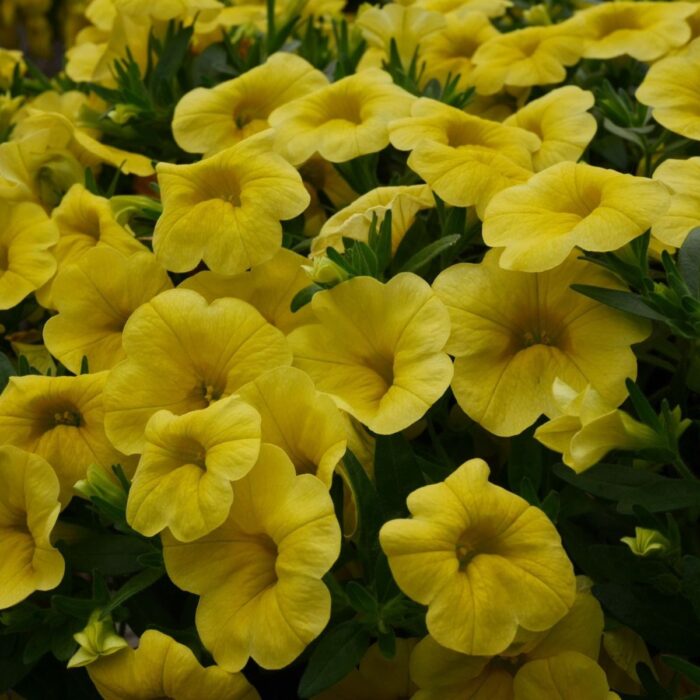 CALIBRACHOASUPERBELLSPOCKETYELLOWPL_1.jpg CALIBRACHOA SUPERBELLS Pocket Yellow - Image 2