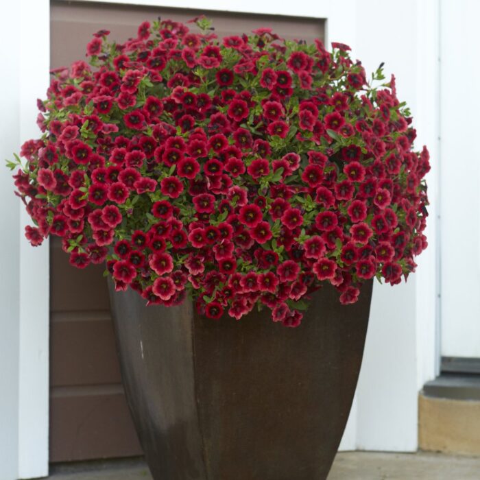 CALIBRACHOA SUPERBELLS Pomegranate Punch - Image 3