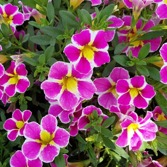 CALIBRACHOASUPERBELLSSTARBUSTPINKPL.jpg