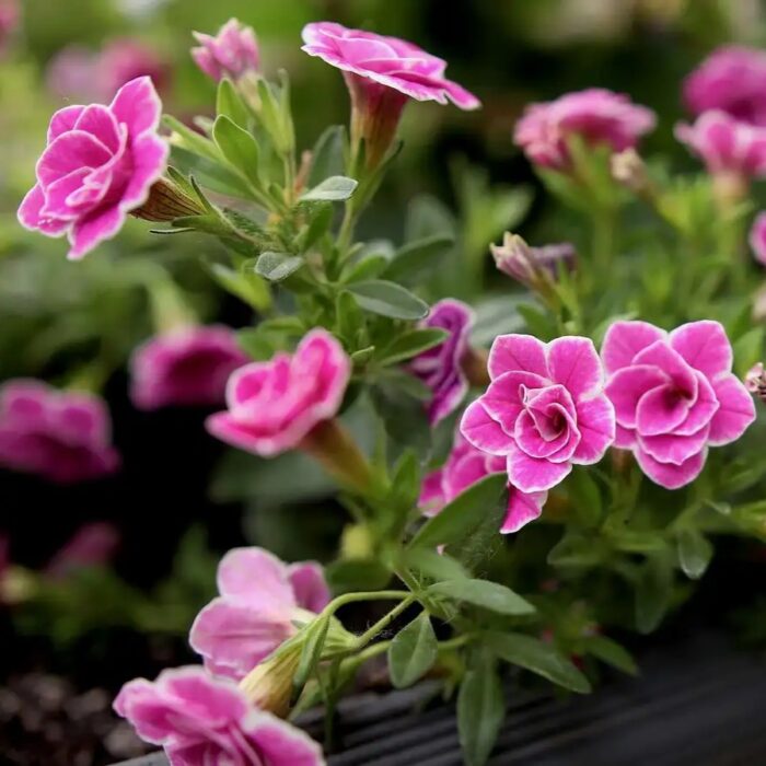 CALIBRACHOA SUPERBELLS Sweet Love - Image 4