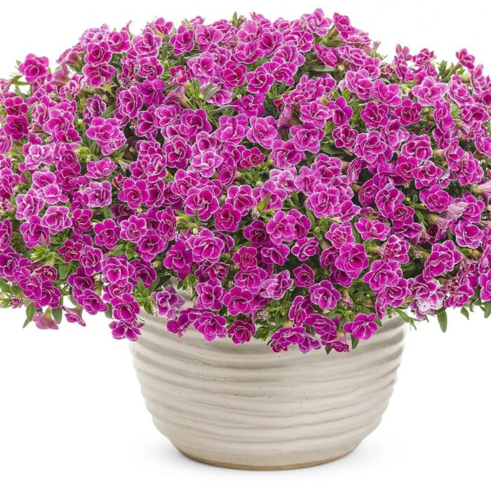 CALIBRACHOA SUPERBELLS Sweet Love - Image 3