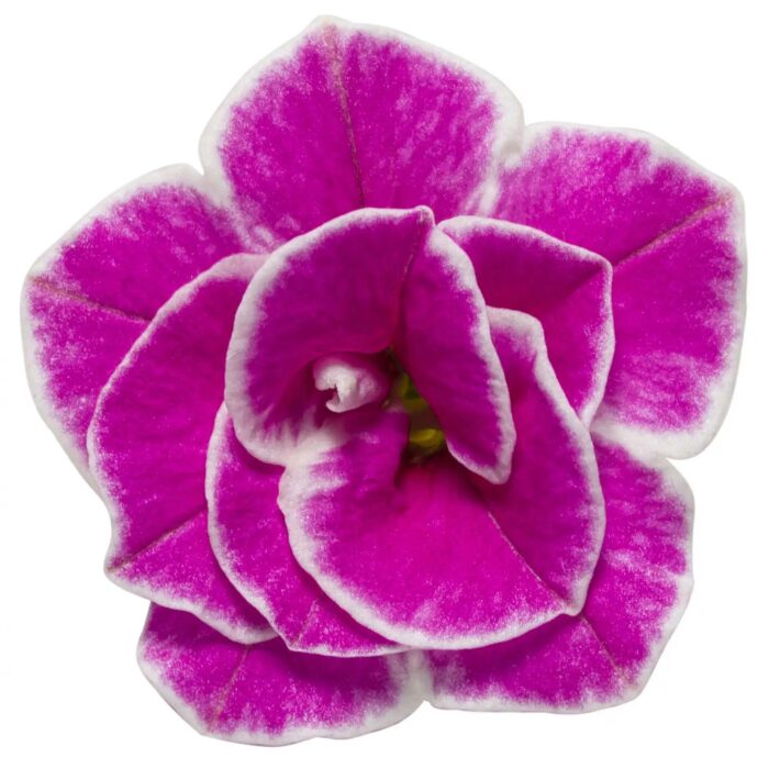 CALIBRACHOA SUPERBELLS Sweet Love - Image 2