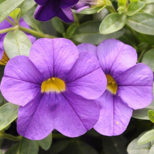 CALIBRACHOASUPERBELLSUNIQUEBLUEVIOLETPL.jpg