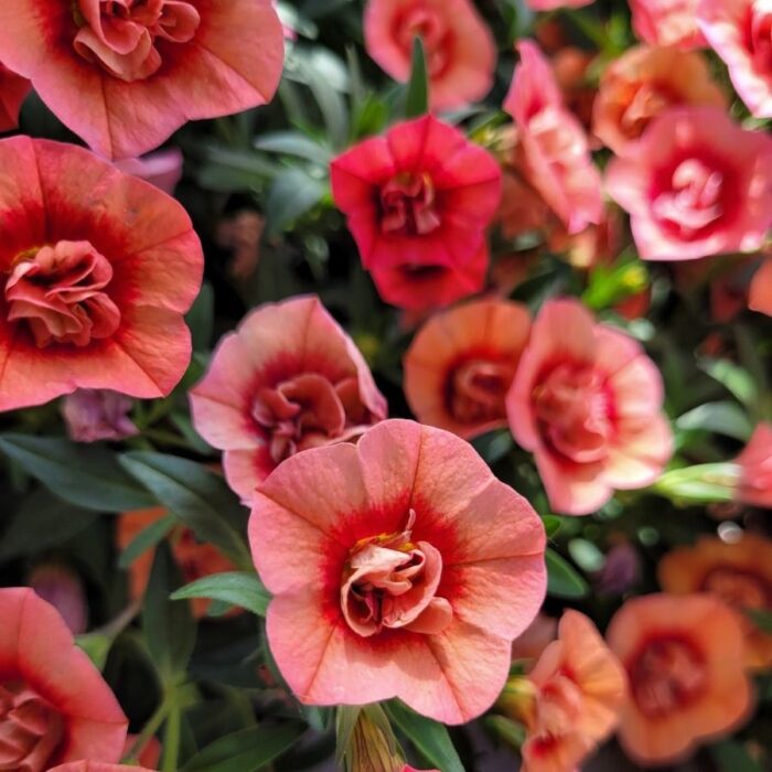 CALIBRACHOASUPERBELLSUNIQUEDOUBLESALMONPL_1.jpg CALIBRACHOA SUPERBELLS UNIQUE Double Salmon - Image 2
