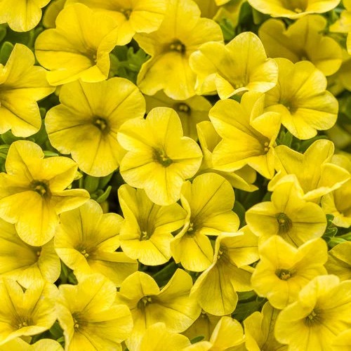 CALIBRACHOASUPERBELLSUNIQUEGOLDENYELLOWPL.jpg