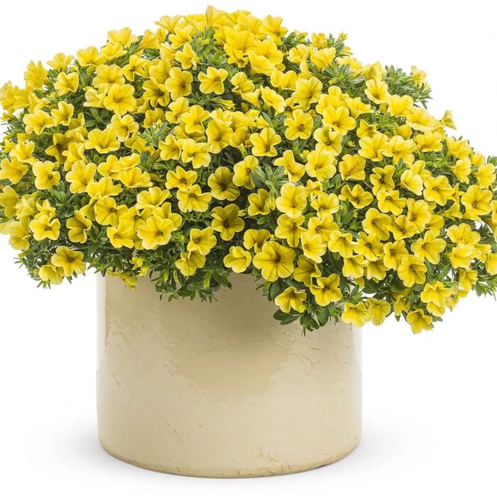 CALIBRACHOASUPERBELLSUNIQUEGOLDENYELLOWPL_1.jpg CALIBRACHOA SUPERBELLS UNIQUE Golden Yellow - Image 3