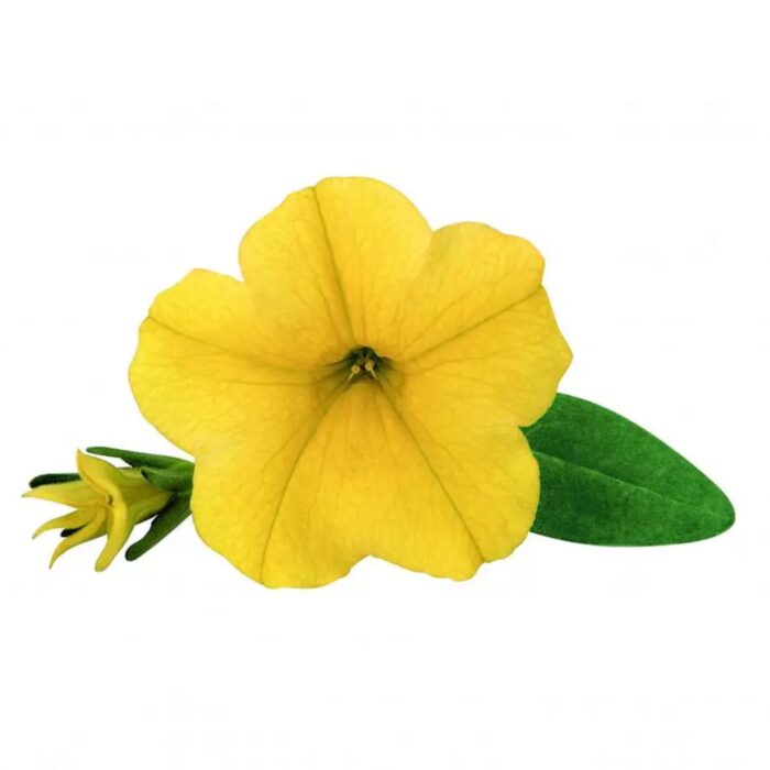 CALIBRACHOASUPERBELLSUNIQUEGOLDENYELLOWPL_2.jpg CALIBRACHOA SUPERBELLS UNIQUE Golden Yellow - Image 2