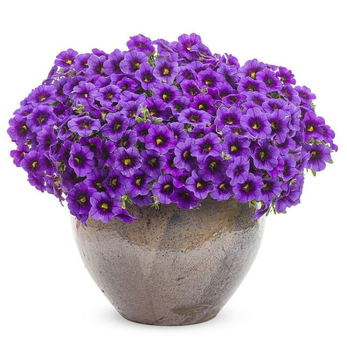 CALIBRACHOASUPERBELLSUNIQUELILACPL_1.jpg CALIBRACHOA SUPERBELLS UNIQUE Lilac - Image 2