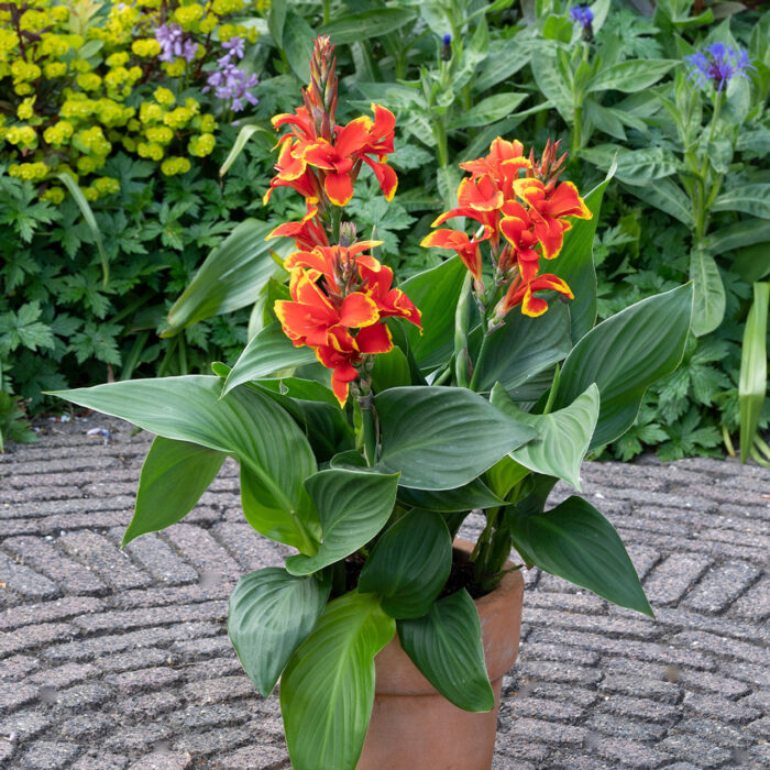 CANNACANNOVAREDGOLDENFLAMEPL_1.jpg CANNA cannova Red Golden Flame - Image 3