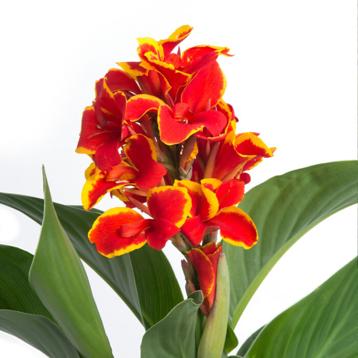 CANNACANNOVAREDGOLDENFLAMEPL_2.jpg CANNA cannova Red Golden Flame - Image 2