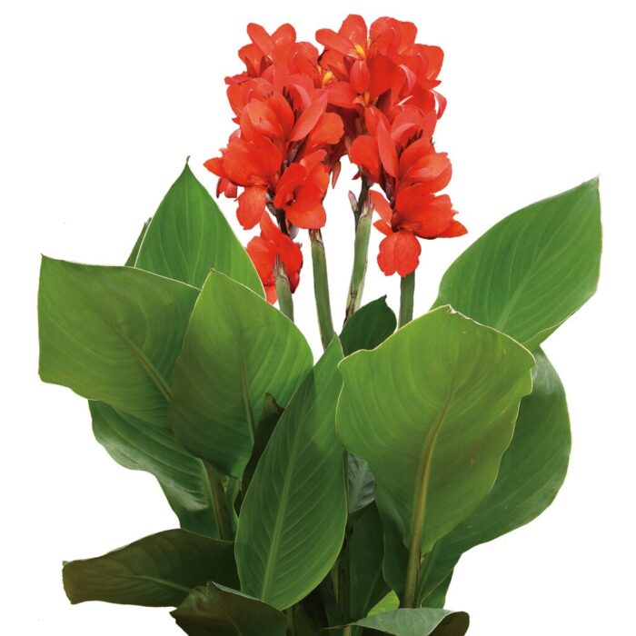 CANNA cannova Scarlet - Image 2