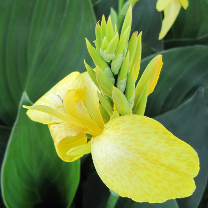 CANNA cannova Yellow - Image 3