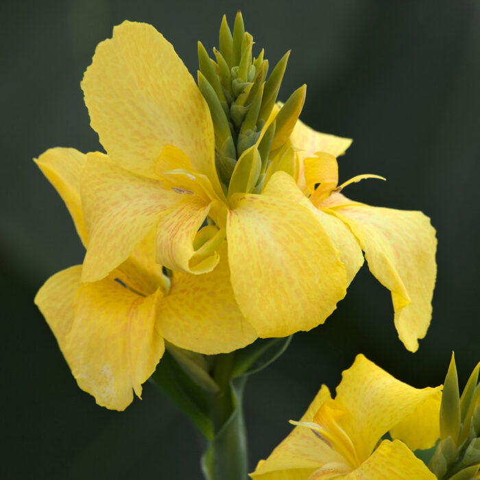 CANNA cannova Yellow - Image 2
