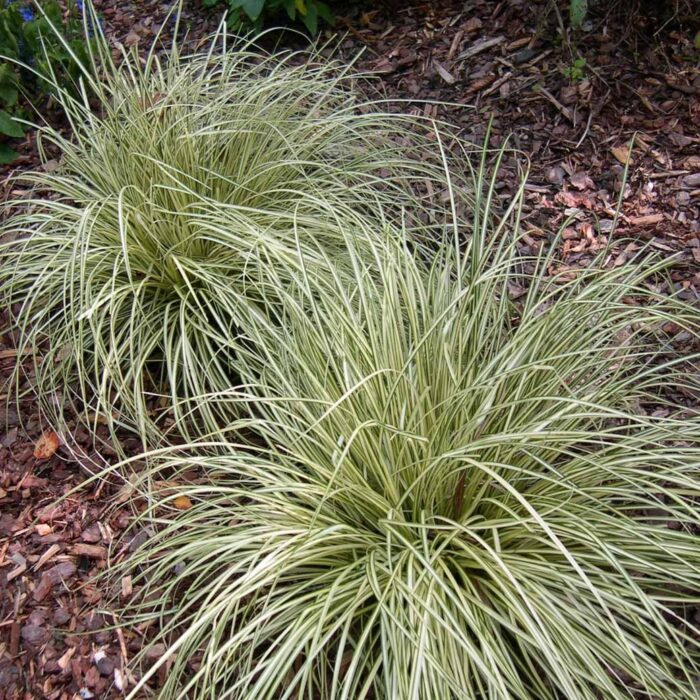 CAREX Evergold - Image 2