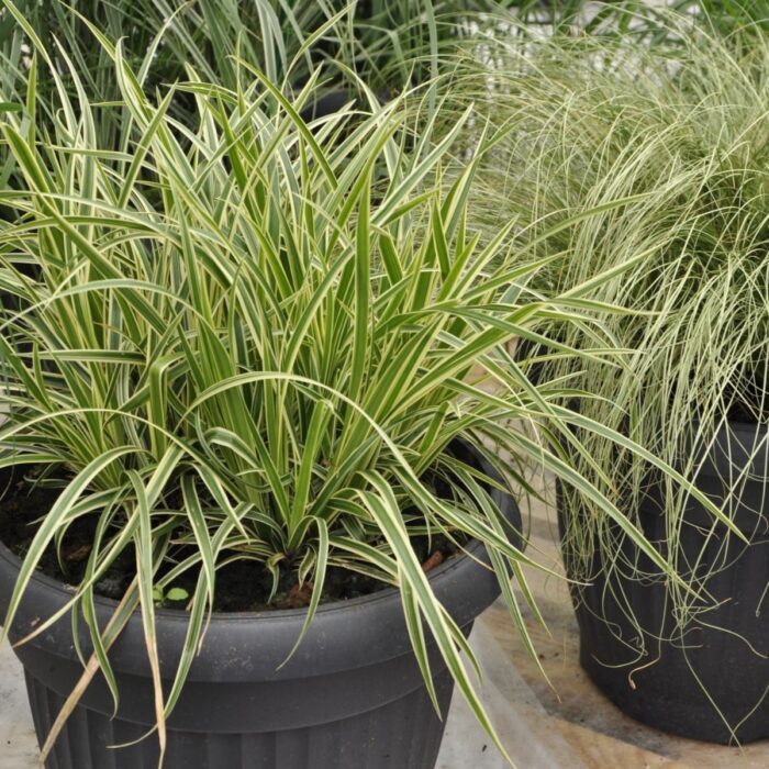 CAREX Gold Band - Image 2