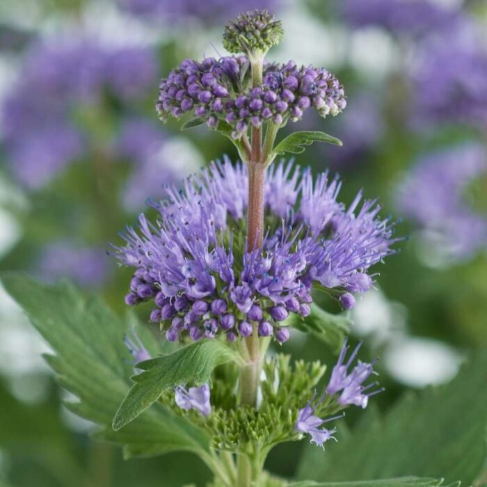 CARYOPTERISINCANAPAVILIONBLUEPL.jpg