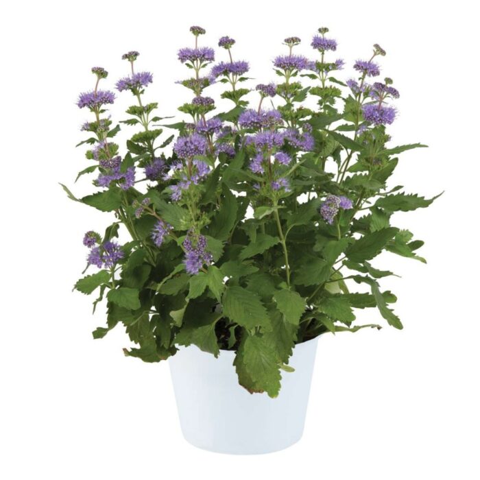 CARYOPTERISINCANAPAVILIONBLUEPL_1.jpg CARYOPTERIS incana Pavilion Blue - Image 2