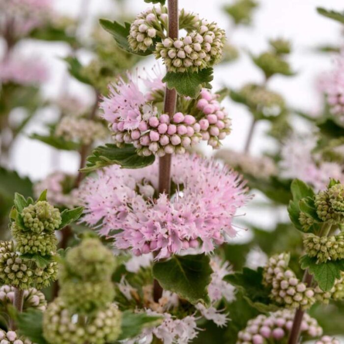 CARYOPTERISINCANAPAVILIONPINKPL.jpg