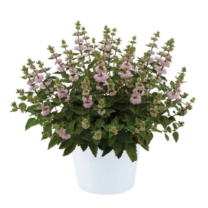 CARYOPTERISINCANAPAVILIONPINKPL_1.jpg CARYOPTERIS incana Pavilion Pink - Image 2