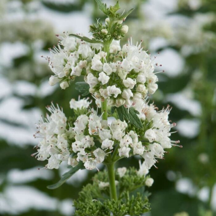 CARYOPTERISINCANAPAVILIONWHITEPL.jpg