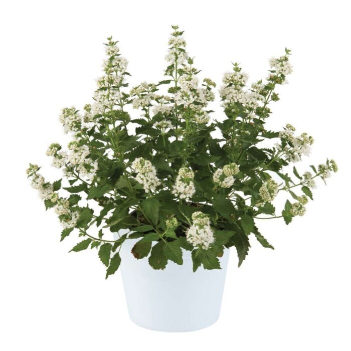 CARYOPTERISINCANAPAVILIONWHITEPL_1.jpg CARYOPTERIS incana Pavilion White - Image 2