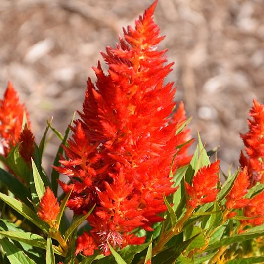 CELOSIAKELOSFIREORANGEPL_1.jpg CELOSIA Kelos Fire Orange - Image 2