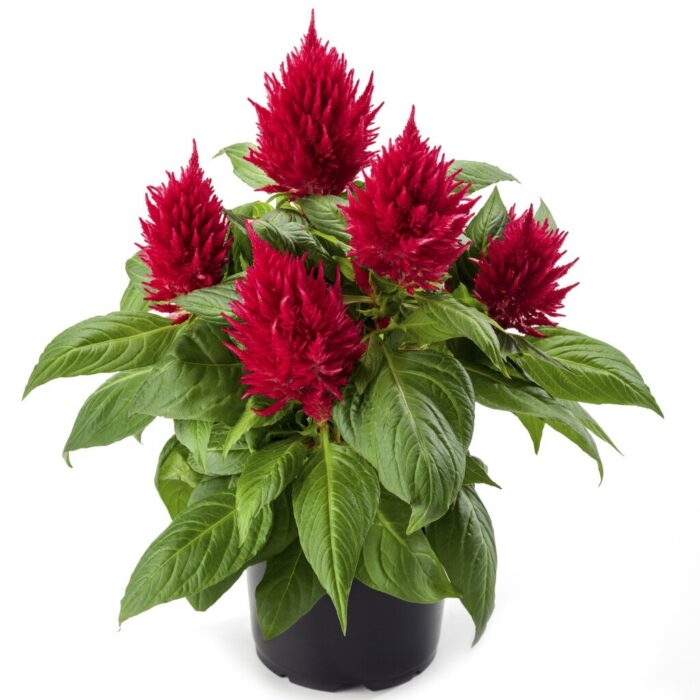 CELOSIAKELOSFIREREDPL_1.jpg CELOSIA Kelos Fire Red - Image 2