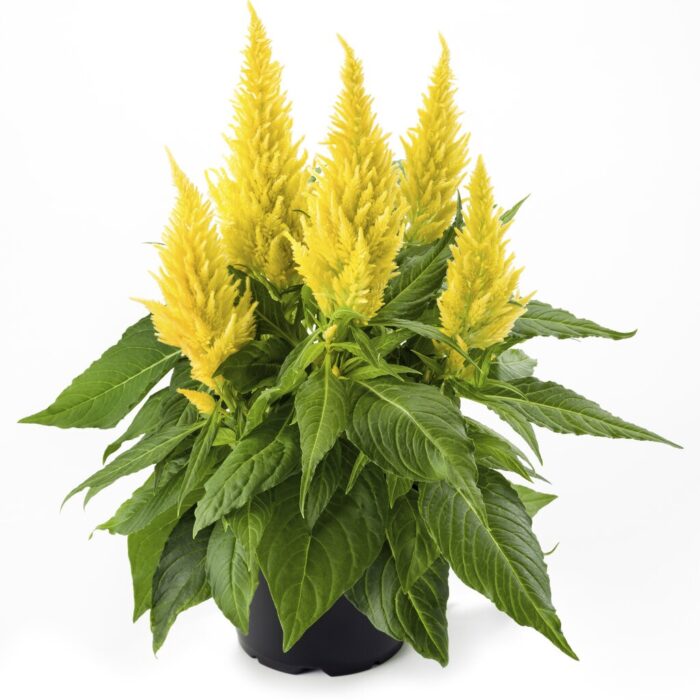 CELOSIAKELOSFIREYELLOWPL_1.jpg CELOSIA Kelos Fire Yellow - Image 2