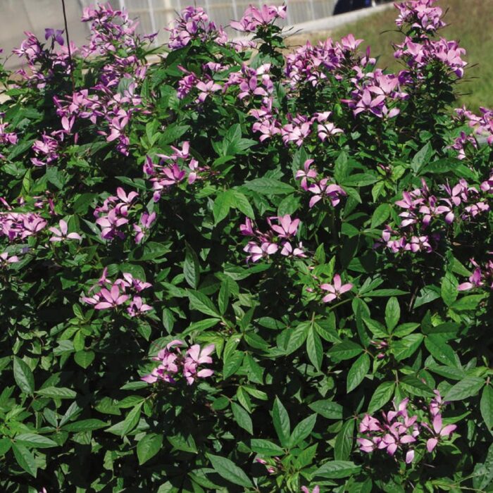 CLEOME Seniorita Rosalita - Image 2