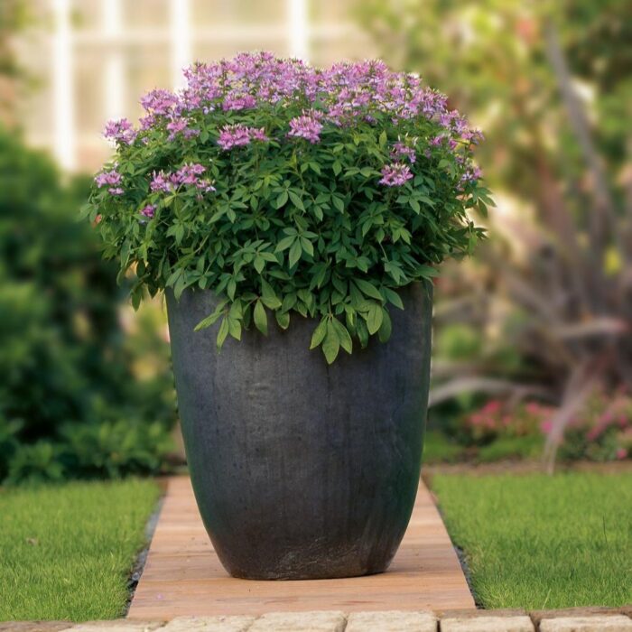 CLEOME Seniorita Rosalita - Image 3