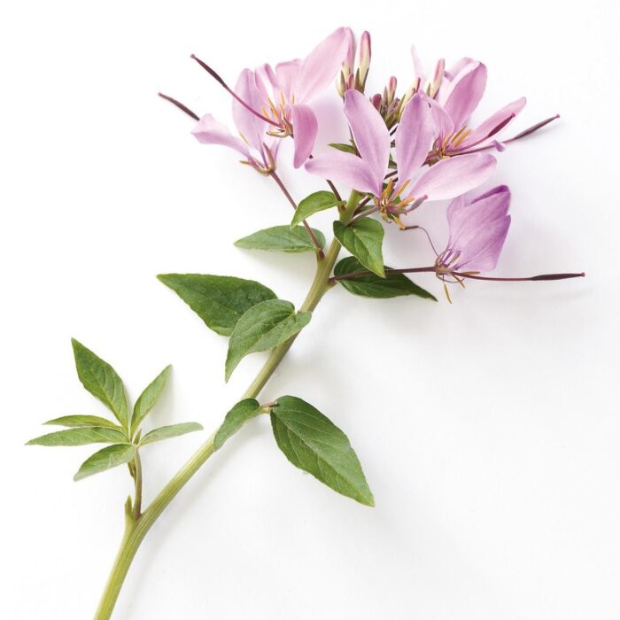 CLEOME Seniorita Rosalita - Image 4