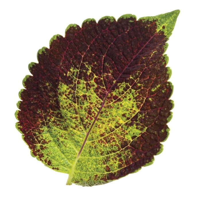 COLEUS Dipt in Wine - Image 3