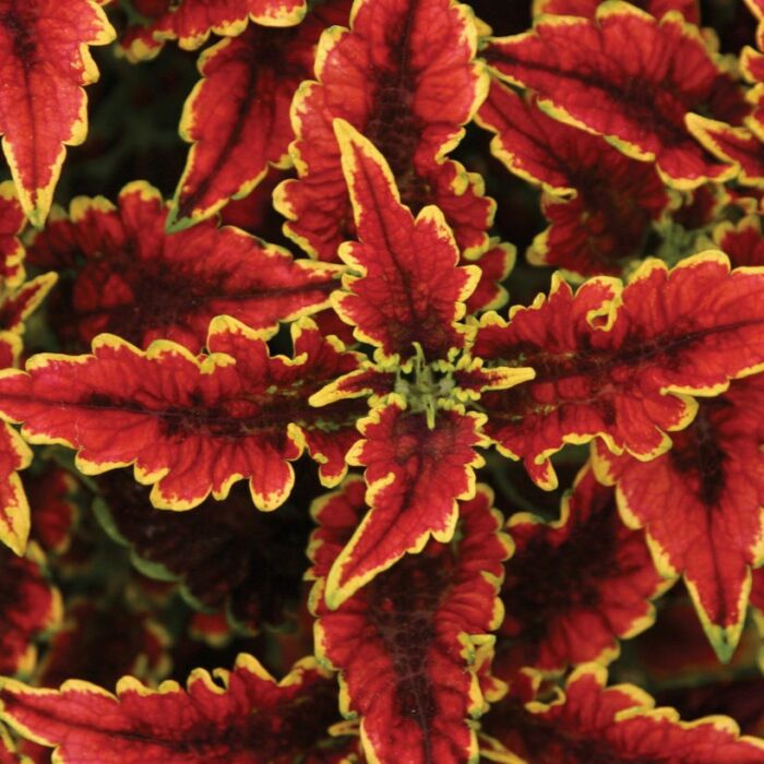 COLEUS El Brighto - Image 4