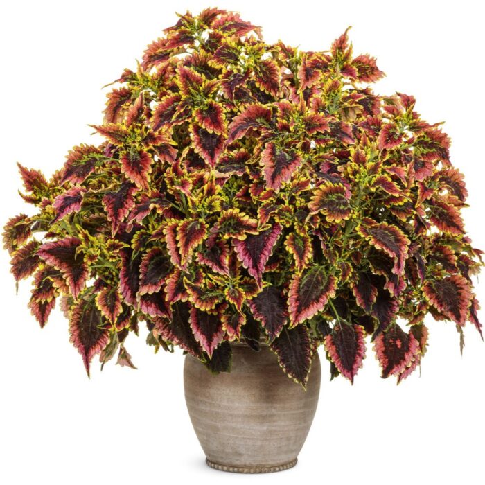 COLEUS El Brighto - Image 2