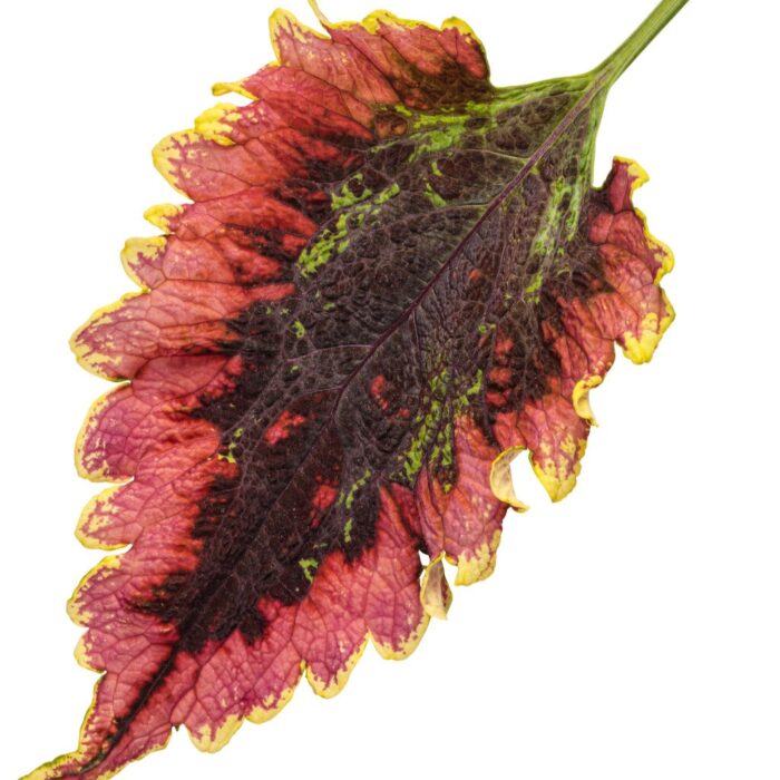 COLEUS El Brighto - Image 3