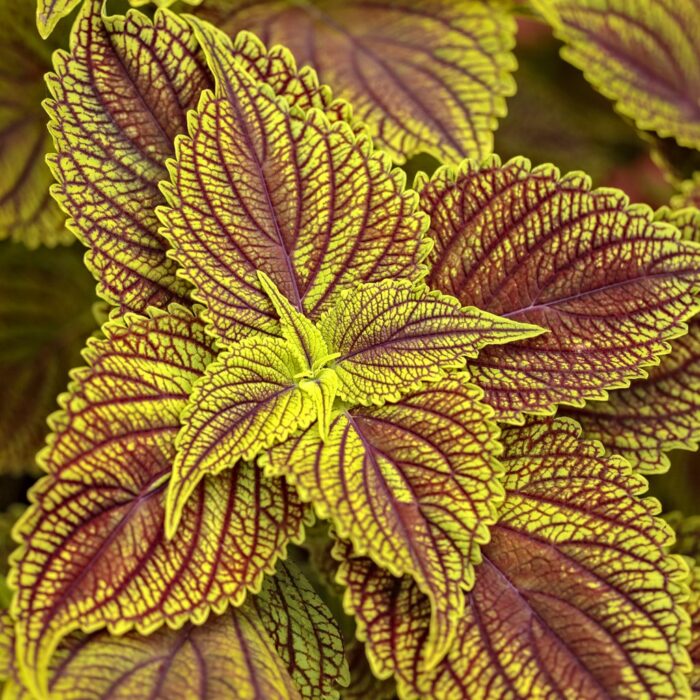 COLEUS Golden Dreams - Image 2