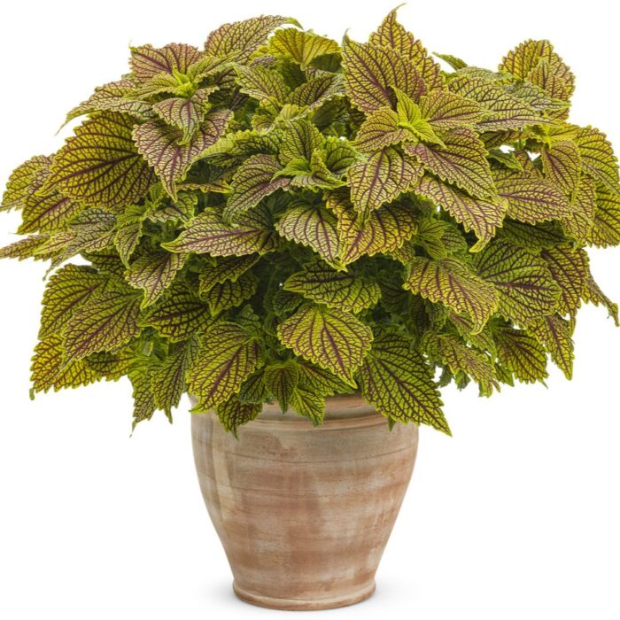 COLEUS Golden Dreams - Image 3