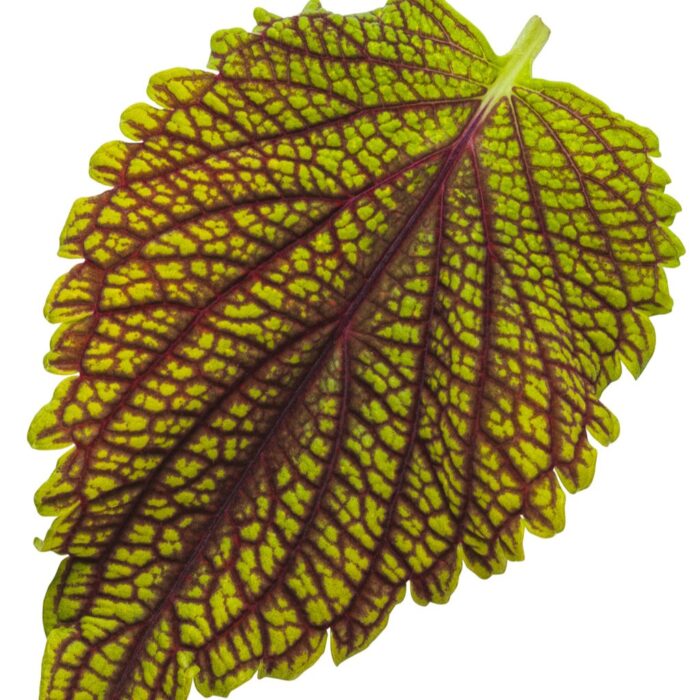 COLEUS Golden Dreams - Image 4