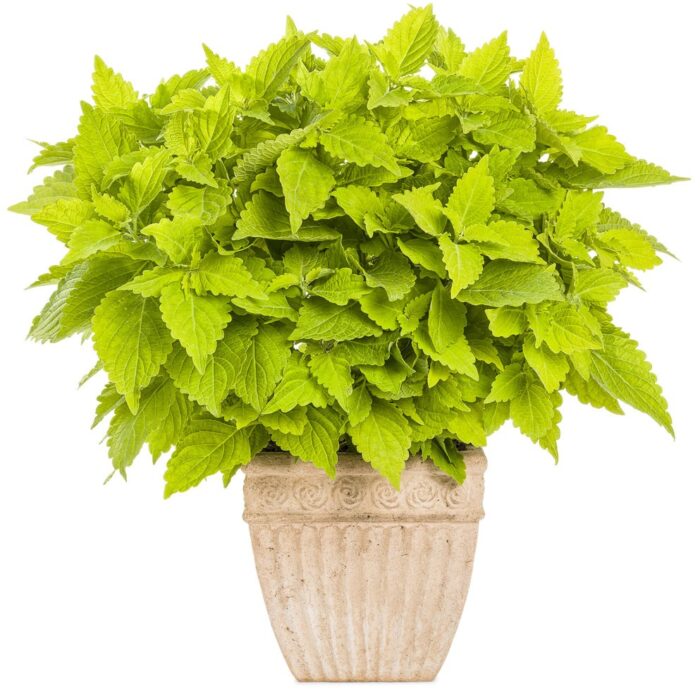 COLEUS Lime Time - Image 3