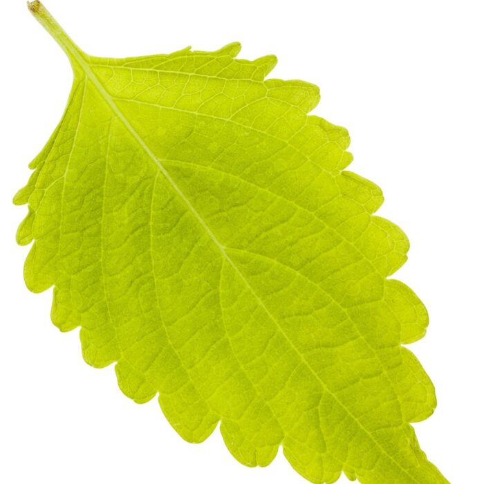 COLEUS Lime Time - Image 2