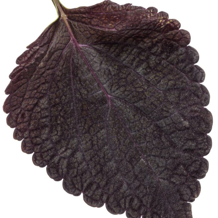 COLEUS Newly Noir - Image 2