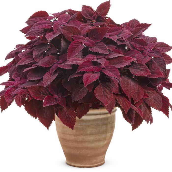 COLEUS Rediculous - Image 2