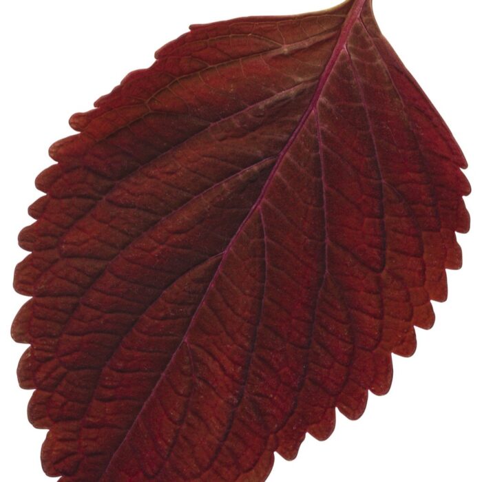 COLEUS Rediculous - Image 3