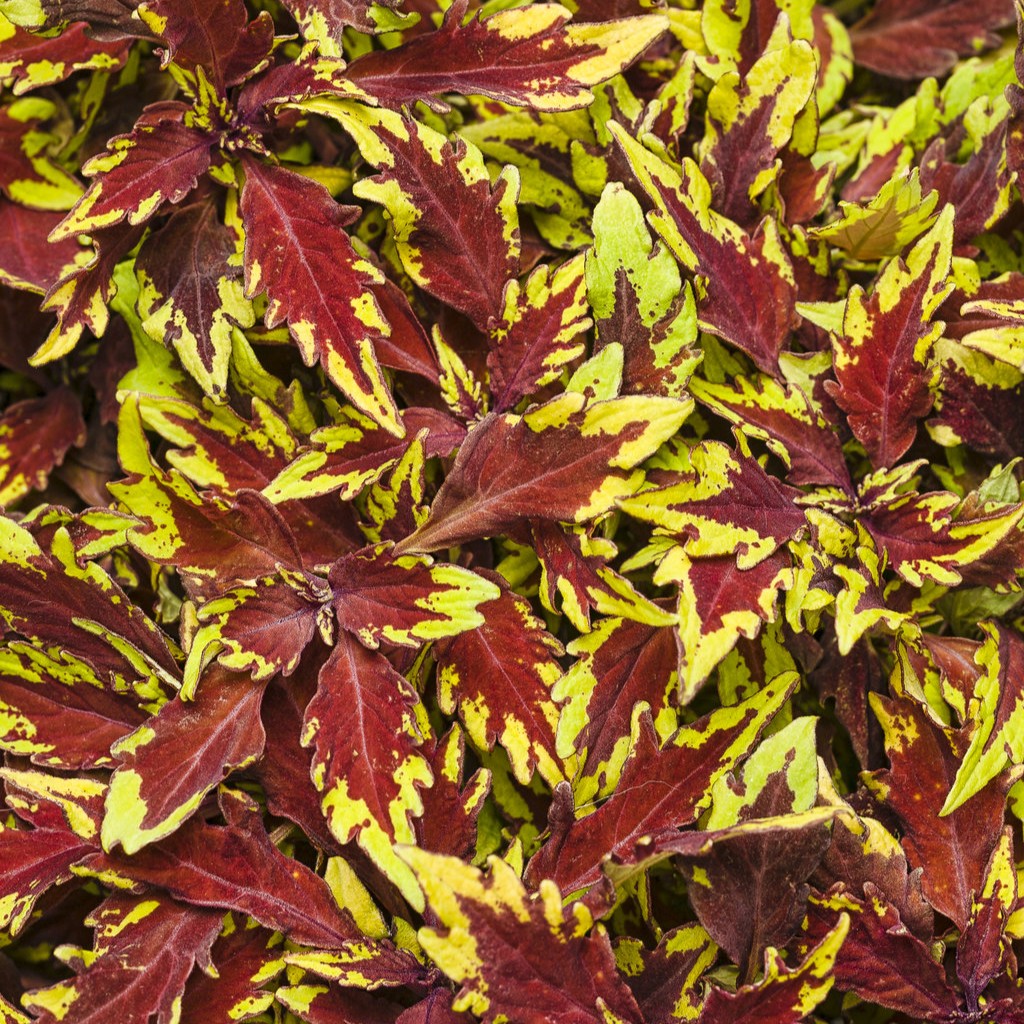 COLEUSROYALEAPPLEBRANDYPL.jpg