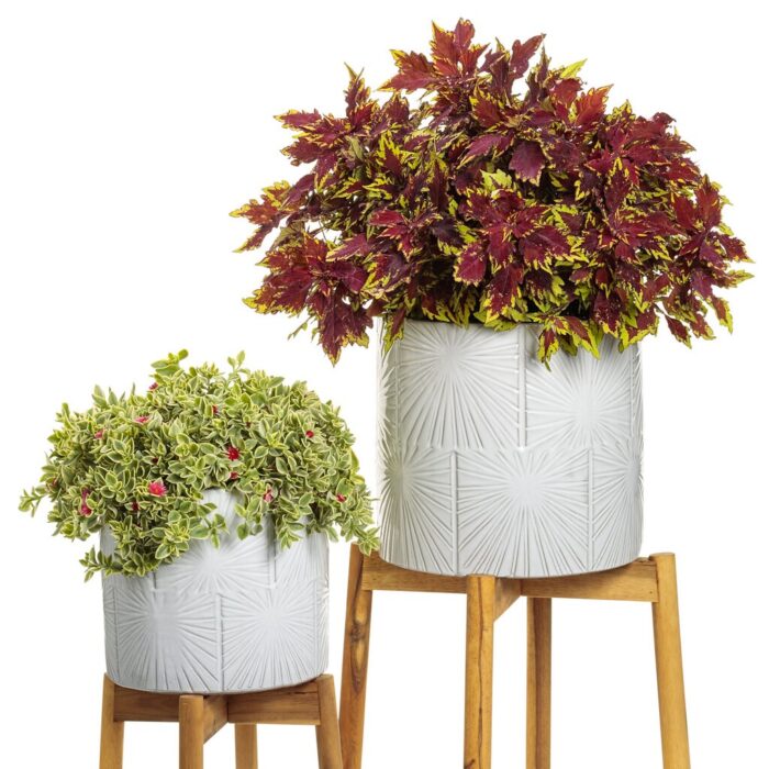 COLEUS Royale Apple Brandy - Image 2